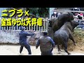 ニブラｘ金成ゆうな天昇竜 2021.1.1 【沖縄闘牛大会にて】