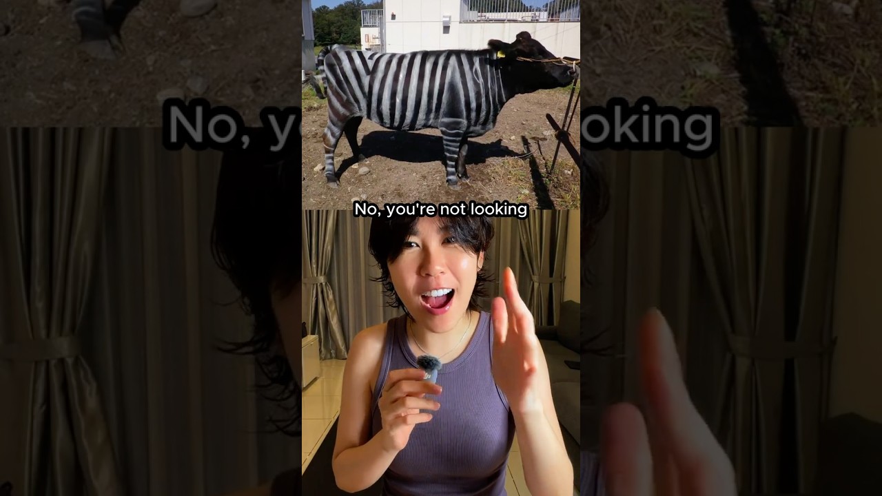 Why scientists painted cows like zebras
