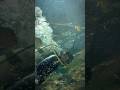 When the diver arrives, the whole school follows for lunch! 🤿🐟 #viral #fish #diving #shorts #feed