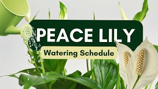 Peace Lily Watering Guide | How Often Should You Water Your Peace Lily?