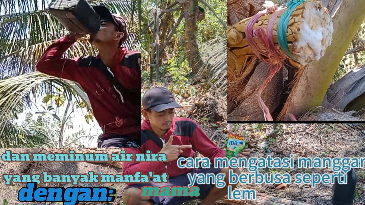 cara mengatasi manggar kelapa yang berbusa seperti lem dan meminum air nira yang banyak Manfa'at