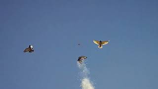 Best Shooti̇ng Pi̇geon Hunti̇ng Shotkam