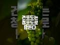EP 16 건포도는 적포도가 아닌 청포도로 만든다