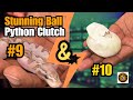 TSK Axanthic Hypo x Calico Project Hatchlings Revealed! | Ball Python Breeding Goals