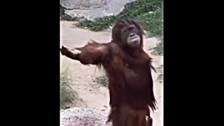 Orangutan Demands Food Funny Orangutan Video Organgtan Footage