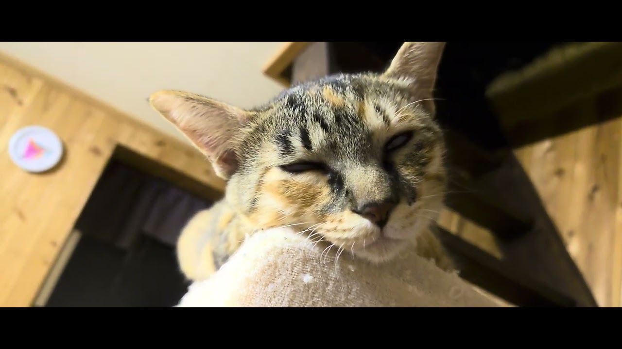 MOV CINEMA CLIP 368 20230813010108470 YouTube