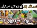 Lahore Sunday Birds Market Latest Price Update |September 10, 2023