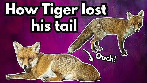 Why My Foxes Have Short Tails