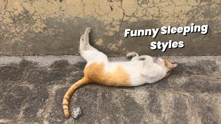 Funny styles by sleeping cats by LONDONISM 12 views 1 month ago 2 minutes, 45 seconds