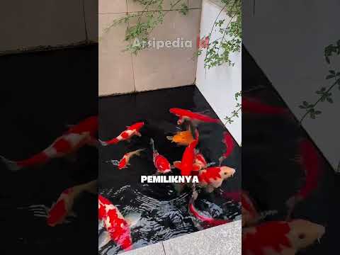 Membuat kolam ikan koi didepan rumah bisa membawa hoki bagi pemiliknya #ikanhiasairtawar #ikankoi