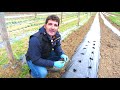 Canal Prestosu | Agro: cómo plantar fresas en un huerto urbano 🍓🍓🍓