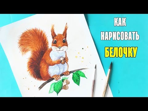 Как нарисовать БЕЛОЧКУ / Рисуем поэтапно белку | Art School