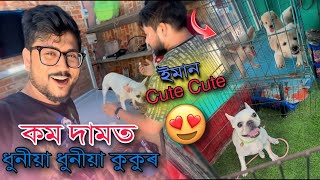 Dog market in assam || Pet shop in assam || Dog videos || Dog || Royal kennel of Assam