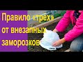 Как спасти растения от внезапных заморозков