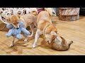 Finally Suki plays with Potato and mum can&#39;t be happier