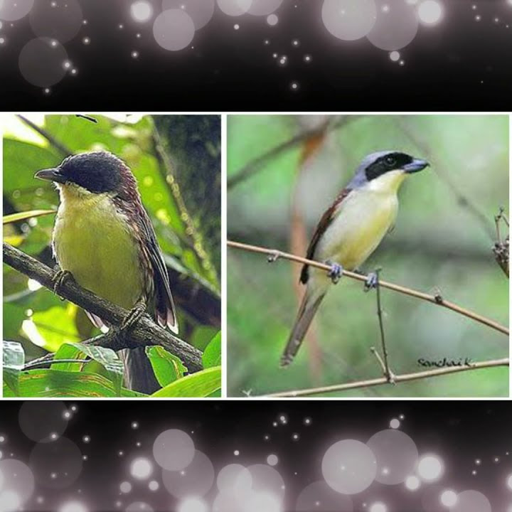 Suara Burung, Bird Song Cucak Matahari Pentet Matahari Gacor Merdu di Alam Bebas #Shorts