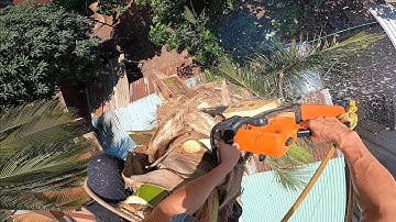 cưa cây dừa trên mái nhà ở xã lộc hưng.và 1 cú đỗ đọt ngoạn mục.