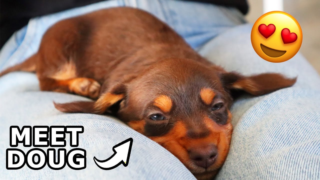 Taking Delivery of my new Sausage Dog ;) YouTube
