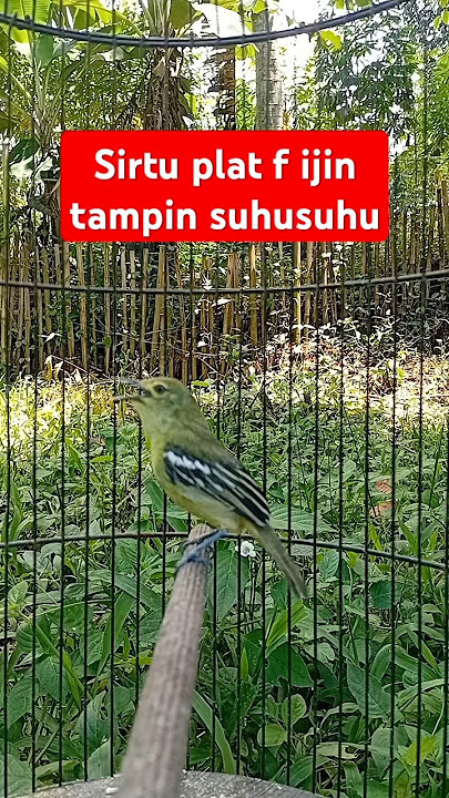 Burung sirtu bogor plat f ijin tampil suhu