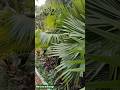 Qalbi fil madina music | #shorts #maherzain #nature #qalbifilmadina #garden