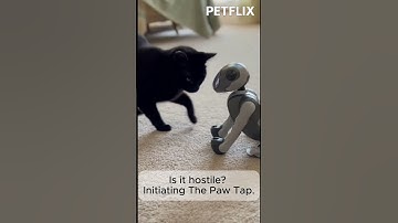 Kucing Bertemu Anjing Robot untuk Pertama Kalinya… Reaksinya Tak Ternilai! | Saat Kucing Melihat 
