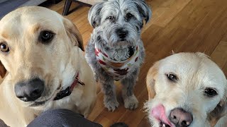 House Update, Grand Marquis Insurance Update, Sema Update - Dog Sitting 4 Days