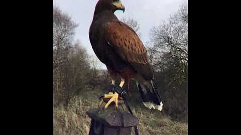 Harris hawk hunting rabbits and pheasant 2020 Falconry with Harris Hawk