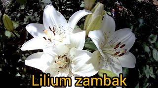 lilium zambak çoğlatma .