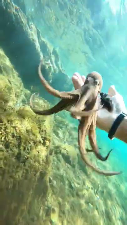 Octopus shooting ink everywhere! #octopus #shorts