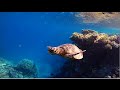 GoPro: best snorkeling in Egypt - Lahami Bay [HD] - (dolphins, sharks, turtles)