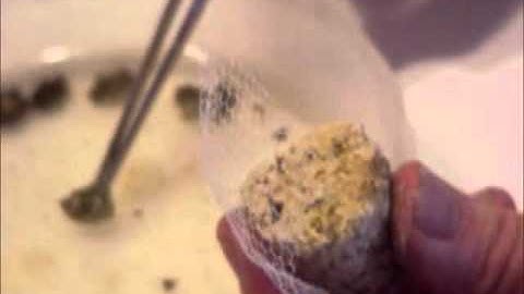 Xenia Coral Propagation