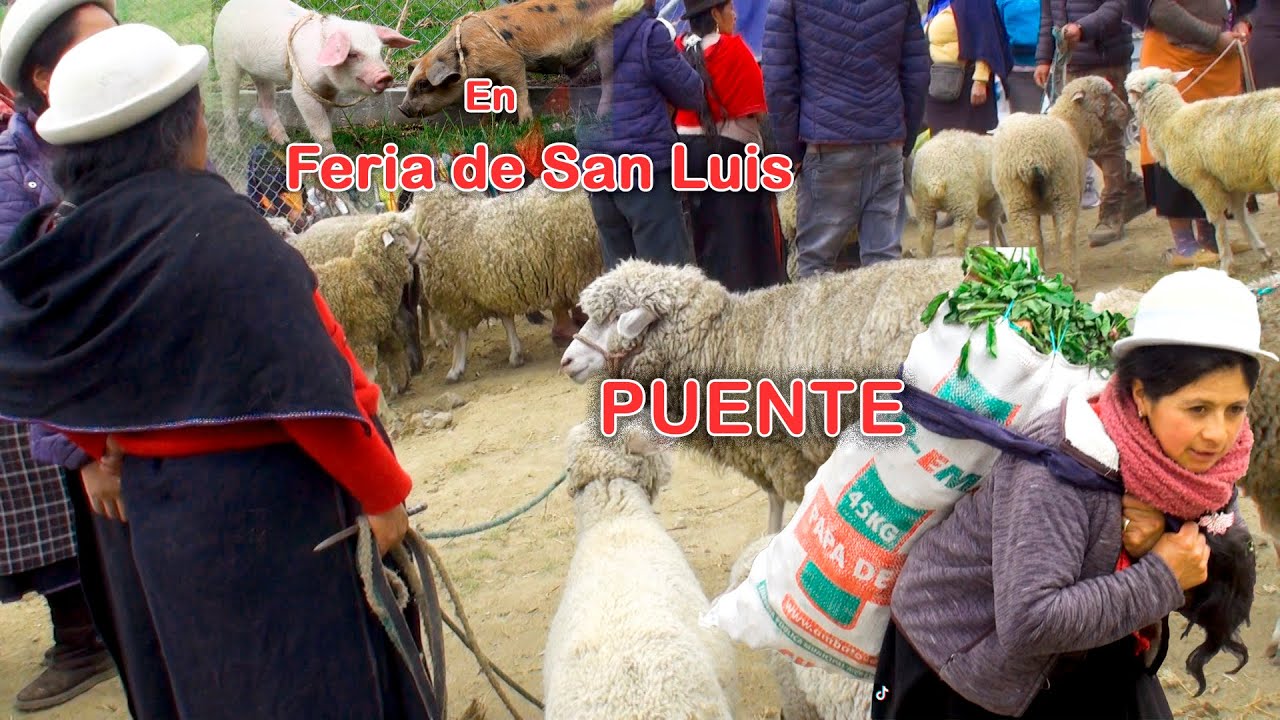 Visitando Mercado de CHIBULEO con Tayta Miguel Ft Christian Tisalema