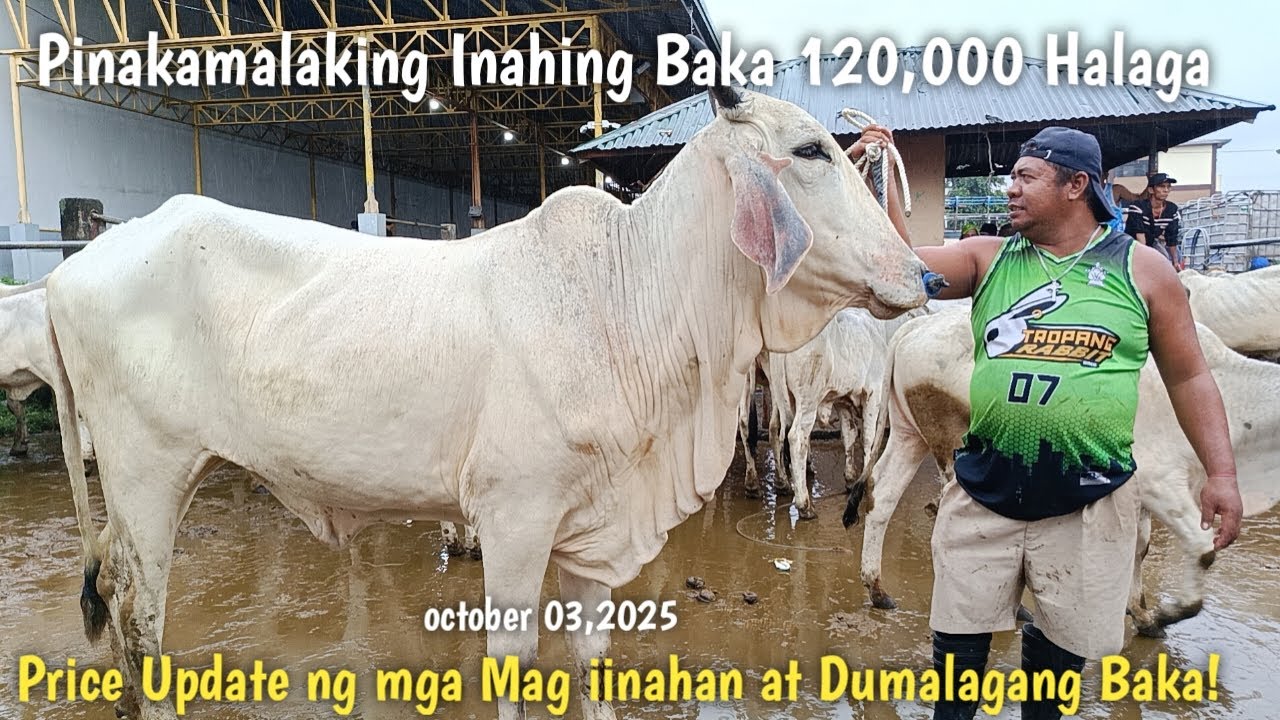 Mga inahin Dumalaga at Mag iinahang Baka! - YouTube