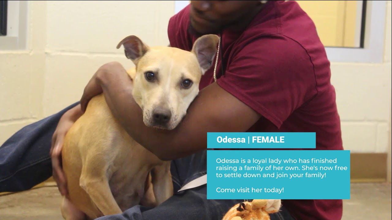 Pets of the Week Kendal and Odessa YouTube