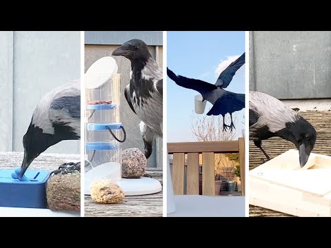 Crow Puzzle Games Compilation