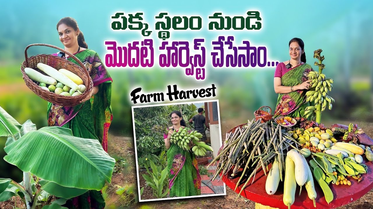 పిచ్చి మొక్కలు పెరిగే చోట కూరగాయలు పండించేశాం Amazing FarmHarvest @MADGARDENER  #gardening  #garden 