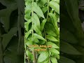 NPK 31-11-11 Vọt Đọt - Xanh Lá#vtnn #caycanh #maivangbonsai #maivangmientay #hoagiấy