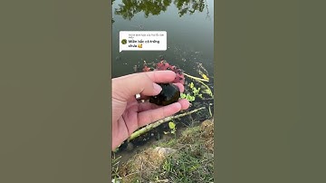 miền bắc đã có trứng ốc bươu đen, ốc nhồi chưa ? #hieuthuysanvnua #ocnhoi