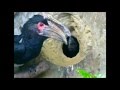 鳳凰谷鳥園-噪犀鳥出巢紀錄片