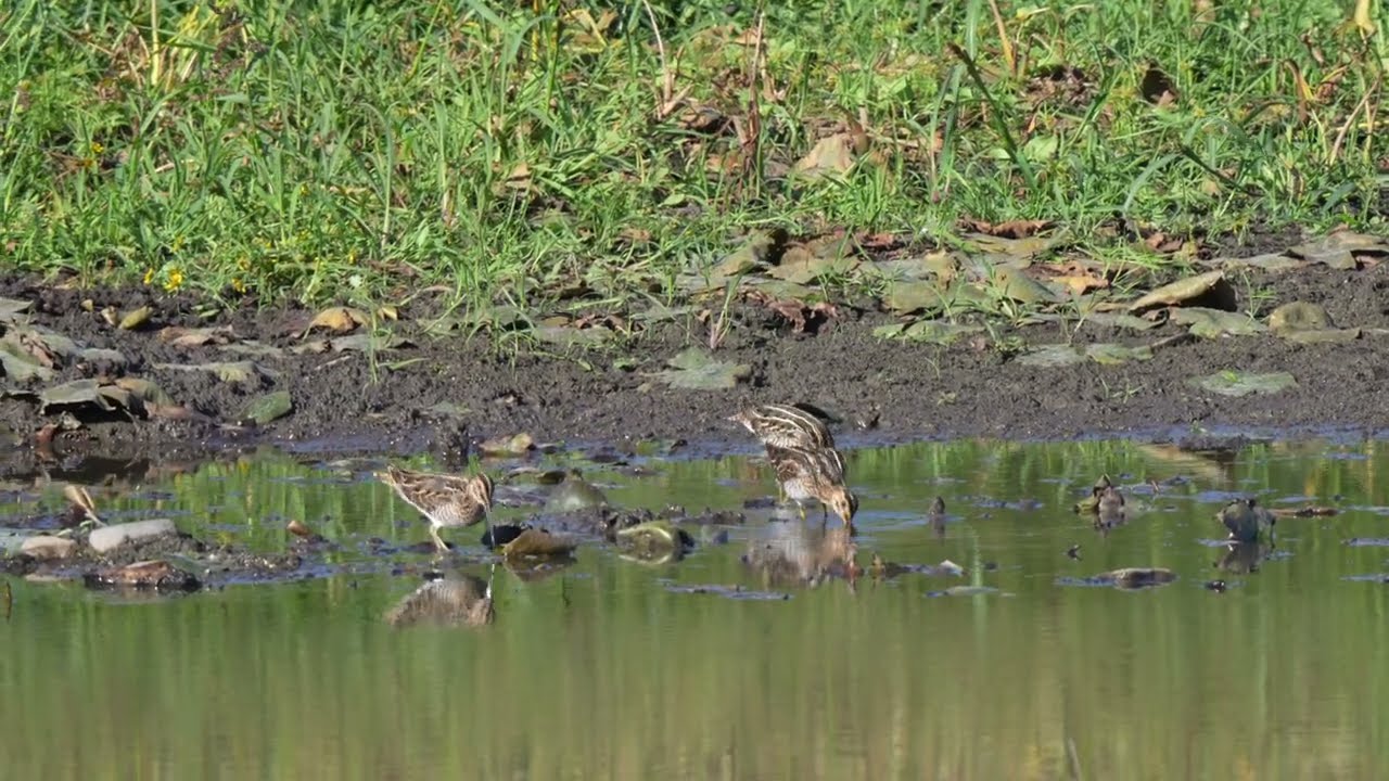 North American Wilson's Snipe feed on a northern USA Beaver pond and soon fly off
