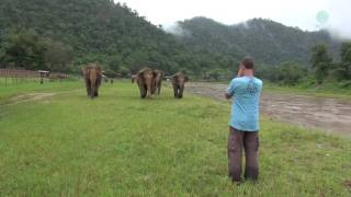 A Man Call Elephant In Different Angle  ElephantNews