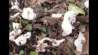 Beautiful 'Frost Flowers' Are One of the Luckiest Finds in Nature