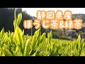 #ほうじ茶#緑茶#たかつか園【美味しい静岡茶はいかがですか♪】