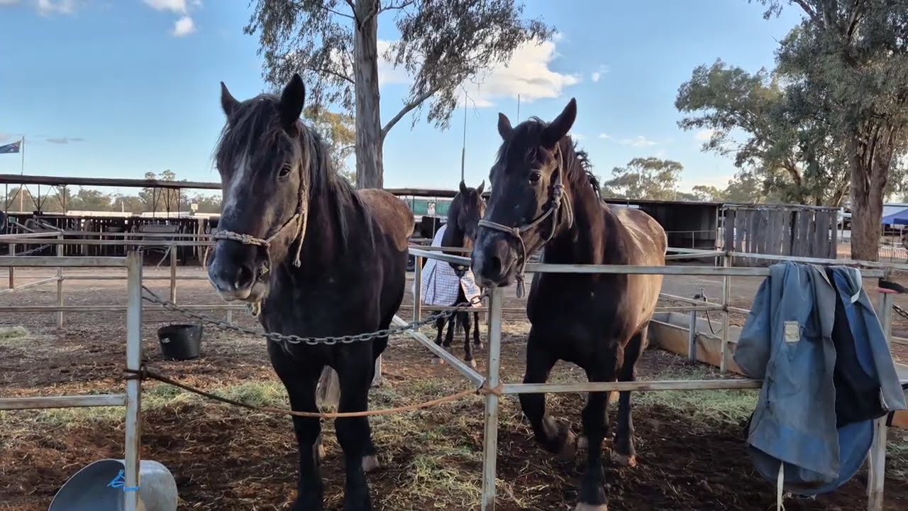 Давай, дай мне этот корм. Нет! Лошади на фестивале Barellan Good Old Days, Новый Южный Уэльс, Авс...