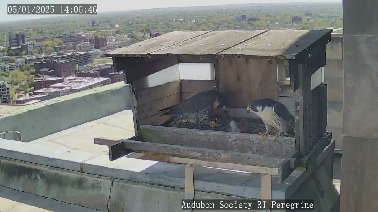Hatch Day Highlights - Peregrine Falcons in Providence RI 2025
