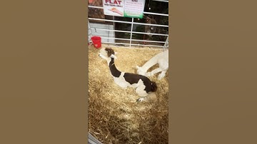 Found  the wondering trader llamas  in real life #minecraft #trader #shorts ￼