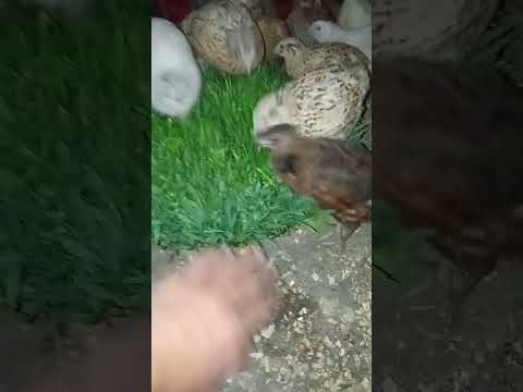 Травка для перепелов