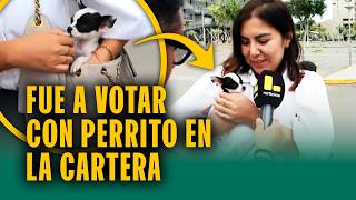 ¿Perrito le orinó a reportero? Mujer va a votar con chihuahua de dos meses: "No para de temblar"