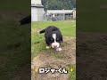 #バーニーズ#犬#dog#子犬#子供#犬のいる暮らし#大型犬の居る暮らし#大型犬#ブリーダー#ペットショップ#ブリーダー犬#千葉県#木更津#君津#バーニーズマウンテンドッグ#バーニーズ子犬