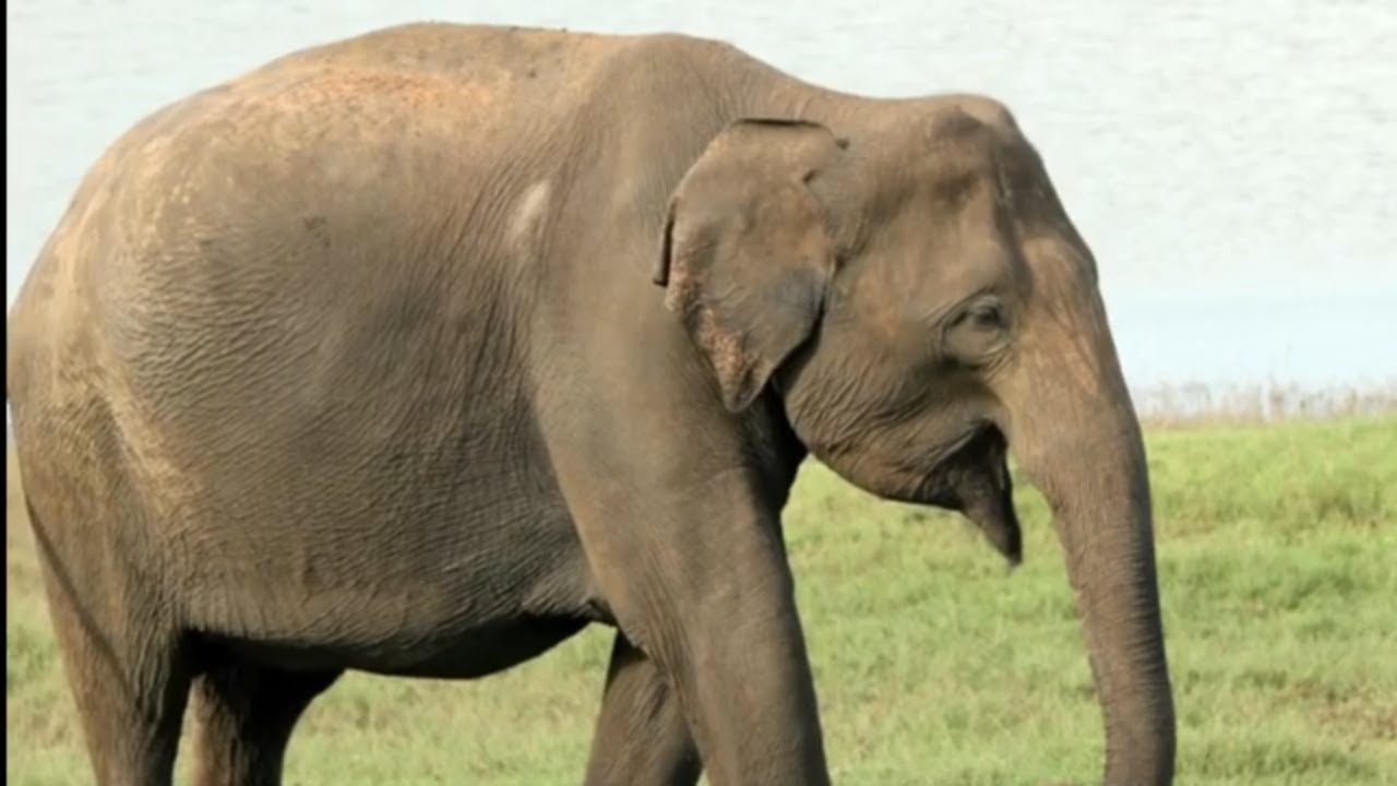 Um Adestrador Quer Saber O Peso De Um Elefante
